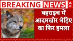 Bahraich Wolf Attack: बहराइच में भेड़िये ने 11 साल की बच्ची पर किया हमला, दहशत में लोग | UP News