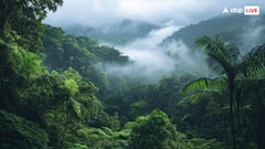 भारत के किन राज्यों में हैं सबसे ज्यादा जंगल? जानिए