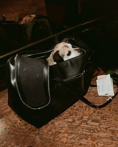 Priyanka Chopra: కుక్క పిల్లని బాగ్ లో వేసుకుని తిరుగుతున్న ప్రియాంక- డస్కీ బ్యూటీ లేటెస్ట్ పిక్స్ చూశారా?