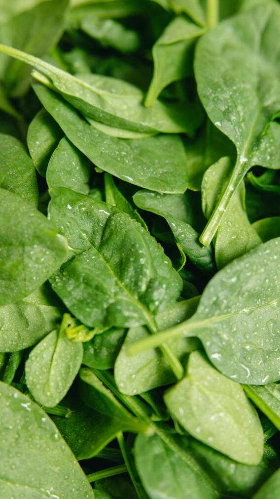 इन चीजों में फायदेमंद हैं पालक के पत्ते