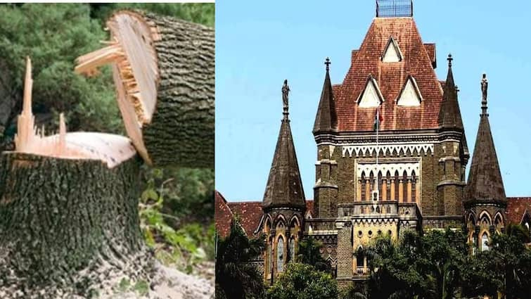 Bombay High Court to take action for non-compliance with the provisions of the Tree Act, 1975; The High Court gave an implicit warning to all Municipal Corporations Marathi News 1975 च्या वृक्ष कायद्यातील तरतुदींचे पालन न केल्यास कारवाई करणार; हायकोर्टाचा सर्व महापालिकांना दिला गर्भित इशारा