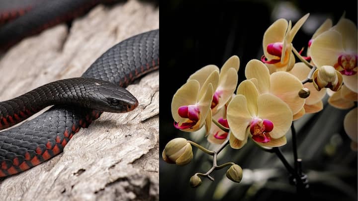 Plants That Attracts Snakes Lifestyle News: এইসব গাছগুলি বাড়িতে রাখছেন! জানেন এই সমস্ত গাছ আকর্ষণ করে সাপকে?