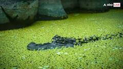 Crocodile: જાણો કેટલો સમય શ્વાસ રોકી શકે છે દુનિયાનો સૌથી ખતરનાક શિકારી મગરમચ્છ? જવાબ જાણીને હોંશ ઉડી જશે