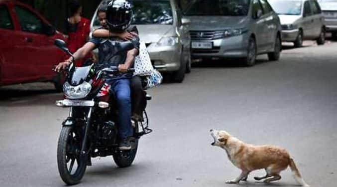 Why do dogs run behind cars? Scientists will be surprised to know the reason ਕਾਰਾਂ ਦੇ ਪਿੱਛੇ ਕਿਉਂ ਭੱਜਦੇ ਹਨ ਕੁੱਤੇ? ਵਿਗਿਆਨੀ ਕਾਰਨ ਜਾਣ ਕੇ ਹੋ ਜਾਵੋਗੇ ਹੈਰਾਨ