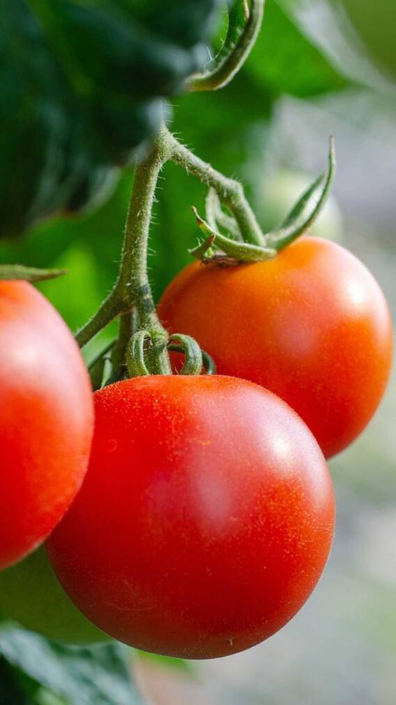 ਇਹ 4 ਲੋਕ ਭੁੱਲ ਕੇ ਵੀ ਨਾ ਕਰਨ ਟਮਾਟਰ ਦਾ ਸੇਵਨ, ਨਹੀਂ ਤਾਂ ਸਿਹਤ ਨੂੰ ਹੋ ਸਕਦਾ ਨੁਕਸਾਨ