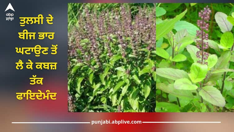 Basil seeds are beneficial for weight loss to constipation, know Tulsi Seeds other benefits ਤੁਲਸੀ ਦੇ ਬੀਜ ਭਾਰ ਘਟਾਉਣ ਤੋਂ ਲੈ ਕੇ ਕਬਜ਼ ਤੱਕ ਫਾਇਦੇਮੰਦ, ਜਾਣੋ ਇਸ ਦੇ ਹੋਰ ਫਾਇਦੇ