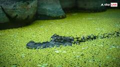 इतनी देर तक सांस रोक सकता है दुनिया का सबसे खतरनाक शिकारी मगरमच्छ, जवाब जानकर हैरान रह जांएगे आप