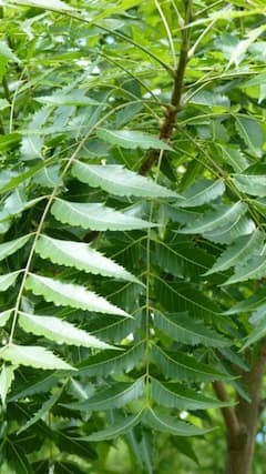 સવારે ખાલી પેટ લીમડાના પાન ખાવાથી શરીરમાં શું થાય ?