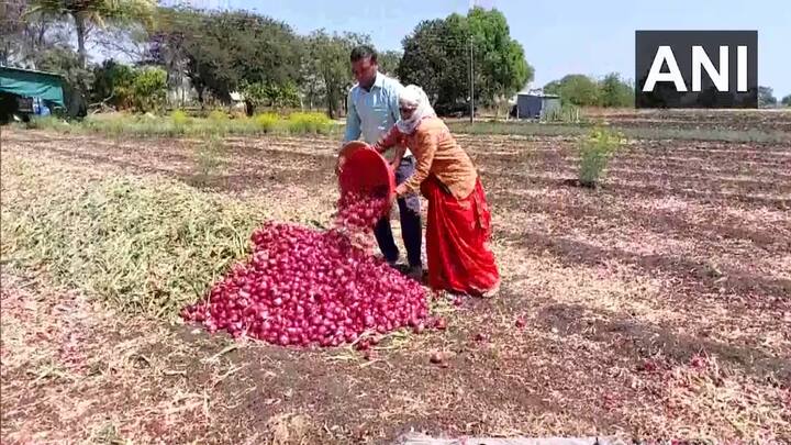 मात्र, यामुळे अनेक शेतकऱ्यांना त्यांच्या उत्पादनाला चांगला भाव मिळत नव्हता, आता मोदी सरकारच्या निर्णयामुळे कांदा निर्यात सोपी झाली आहे.
