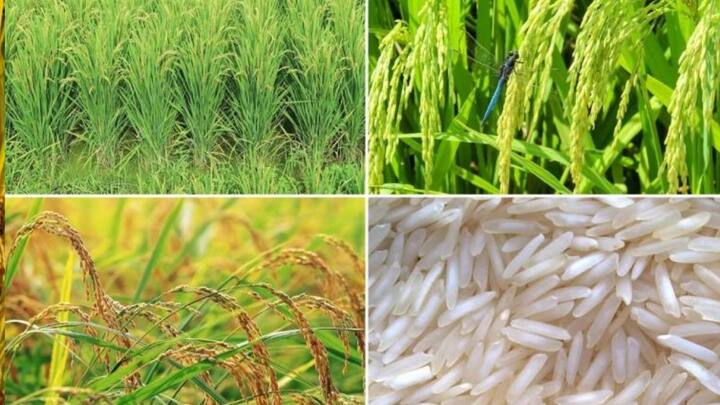 बासमती तांदूळ ही भारताची महत्त्वाची निर्यात वस्तू आहे आणि याची आंतरराष्ट्रीय स्तरावर चांगली मागणी आहे.