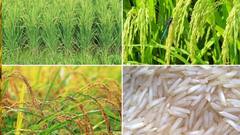 कांदा आणि बासमती तांदळाचे किमान निर्यात मूल्य हटवले, विधानसभा निवडणुकीपूर्वी मोदी सरकारचा शेतकऱ्यांना दिलासा