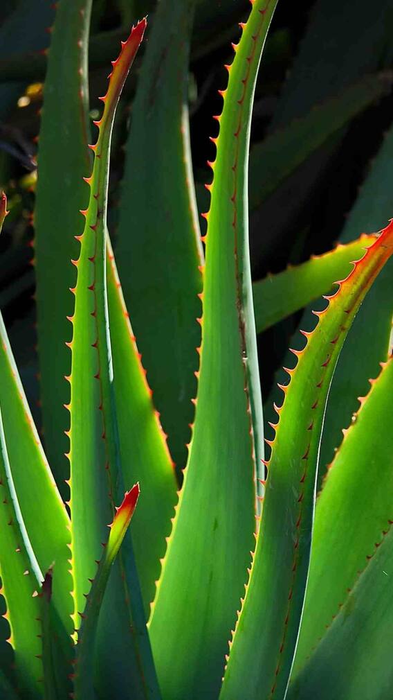 एलोवेरा के ये हैं फायदे