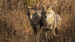 भोपाल के बोरवन पार्क में फिर दिखा सियार का झुंड, लोगों में दहशत का माहौल