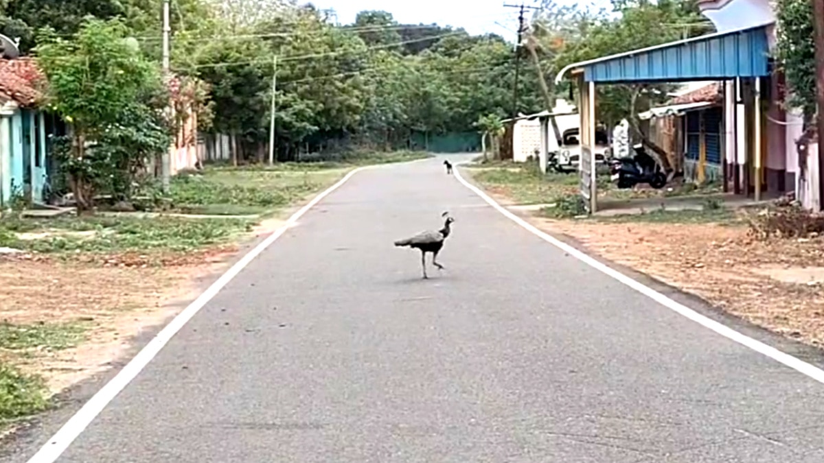 தரங்கம்பாடி: கூட்டம் கூட்டமாக படையெடுக்கும் மயில்கள்; பரிதவிக்கும் விவசாயிகள்!