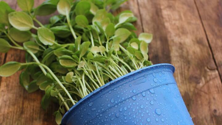 ডিসক্লেমার : এই ব্যাপারে কোনও মতামত এবিপি লাইভের নেই। এবিপি লাইভ এই সম্পর্কিত কোনো সম্পাদকীয় / সম্পাদক-নিয়ন্ত্রিত তথ্য, পরামর্শ প্রদান করে না। প্রদত্ত পরামর্শ ও তথ্য প্রয়োগের আগে সংশ্লিষ্ট বিশেষজ্ঞের পরামর্শ নিন।  (ছবি সৌজন্য-পিক্সাবে)