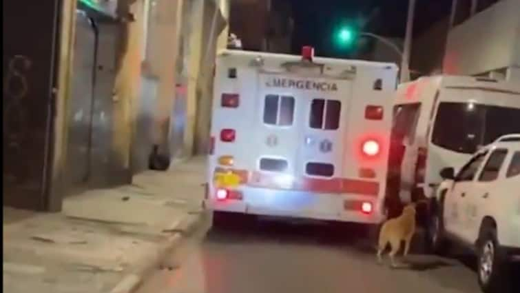 Loyal dog chases ambulance carrying owner viral video netizens praised dog loyalty say Humans Dont Deserve Dogs ‘Humans Don't Deserve Dogs’: Viral Video Shows Animal Chase Ambulance Carrying Owner, Here’s How It Ended