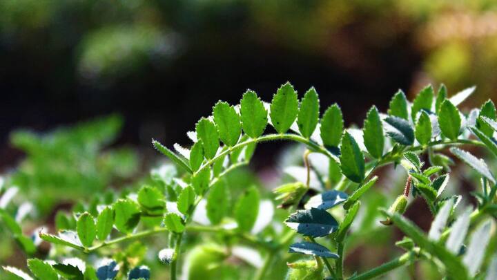 ছোলা শাক খাওয়ার অভ্যেস ফ্রি র‌্যাডিক্যালের বিরুদ্ধে লড়তে সাহায্য করে। যা যৌবন ধরে রাখতে সাহায্য করে।(ছবি সৌজন্য-পিক্সাবে)