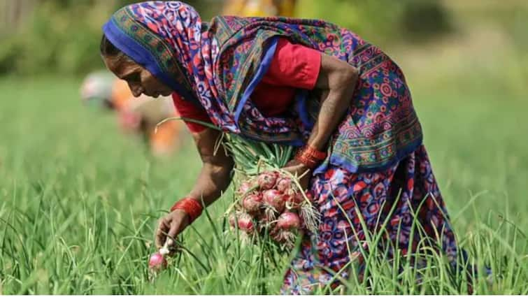 Onion Big news Onion Export value on onion removed notification issued by central government Marathi News मोठी बातमी : मोदी सरकारचा कांदा उत्पादक शेतकऱ्यांना मोठा दिलासा, कांद्यावरील निर्यात मूल्य हटवले