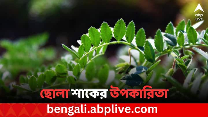 Chickpea Leaf: ছোলার উপকার সম্পর্কে অনেকেই জানেন। ভোরবেলা উঠে রাতে ভেজানো কাঁচা ছোলা ও বাদাম খাওয়ার অভ্যেসও আছে প্রচুর মানুষের। কিন্তু, ছোলা শাকের উপকারিতা সম্পর্কে কতজন জানেন?