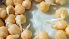 Chickpea Leaf Benefits: ছোলা শাকে উজ্জ্বল হবে ত্বক, হবে আর কী কী উপকার