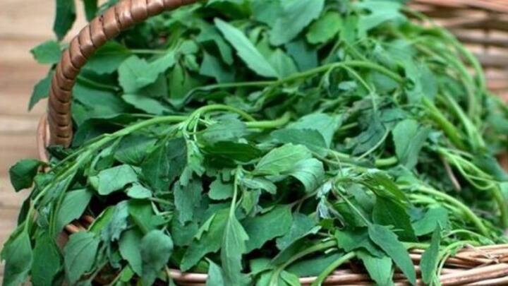 ছোলা শাকে কম ফ্যাট থাকে। ফলে এই শাক খাওয়ার অভ্যেস ওজন কমাতে সাহায্য করে।(ছবি সৌজন্য-পিক্সাবে)