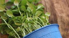 Chickpea Leaf Benefits: ছোলা শাকে উজ্জ্বল হবে ত্বক, হবে আর কী কী উপকার