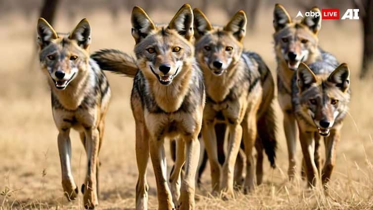 Bahraich After wolves Attack wild jackals creating panic 20 people different villages they injured ann बहराइच में भेड़ियों के बाद जंगली सियारों की दहशत, अलग-अलग गांवों में 20 लोगों पर किया हमला