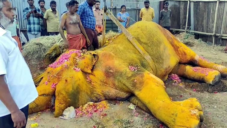 Palani Private Temple elephant Saraswati died due to ill health and people paid tearful tributes -TNN நேற்று சுப்புலட்சுமி, இன்று சரஸ்வதி.. தொடரும் சோகம்.. யானை இறப்பால் பக்தர்கள் கண்ணீர்