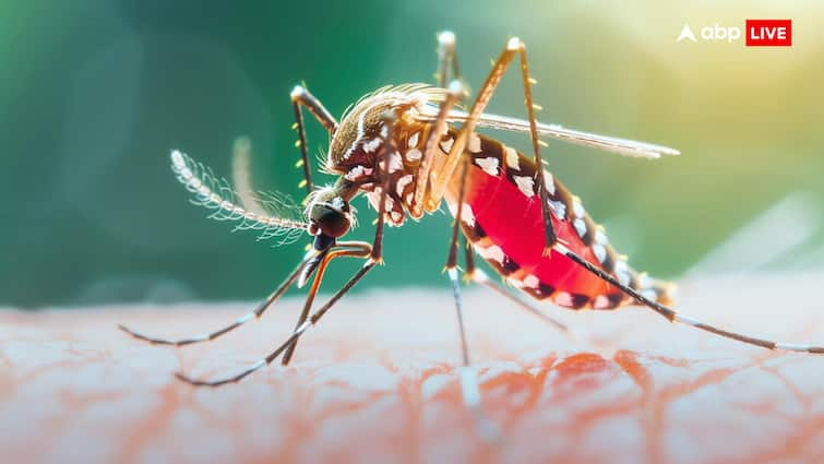 Health tips dengue cases increases in monsoon dont ignore these symptoms Dengue Symptoms: बारिश के साथ तेजी से बढ़ रहे हैं डेंगू के मामले, ये लक्षण दिखते ही तुरंत डॉक्टर के पास भागें