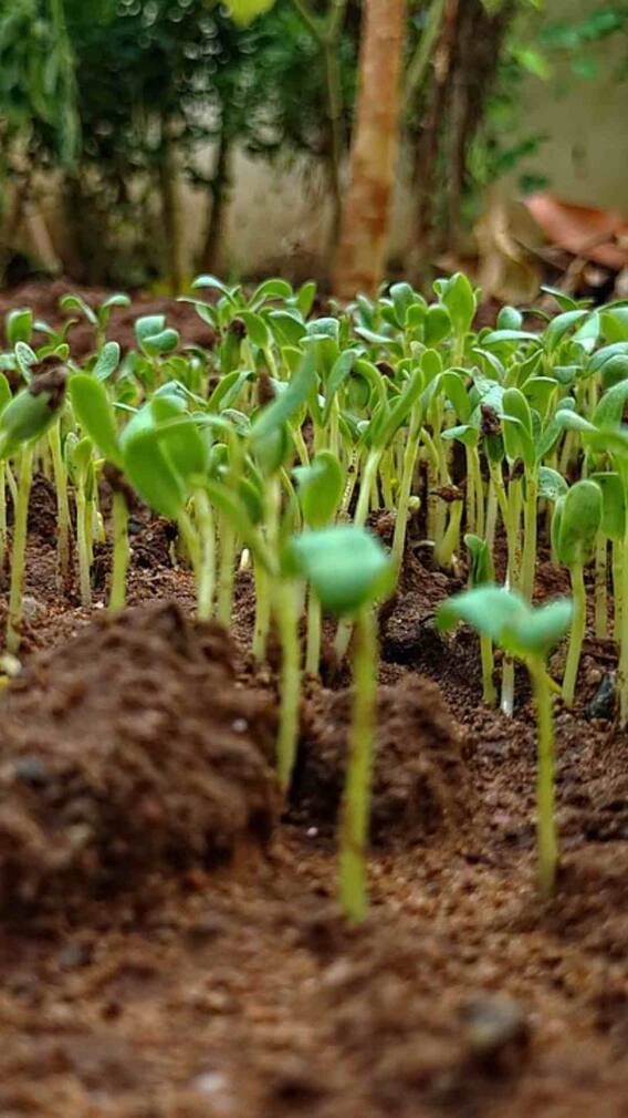 Methi Farming: ਮੇਥੀ ਦਾ ਬੰਪਰ ਝਾੜ ਦੇਵੇਗੀ ਇਹ ਕਿਸਮ