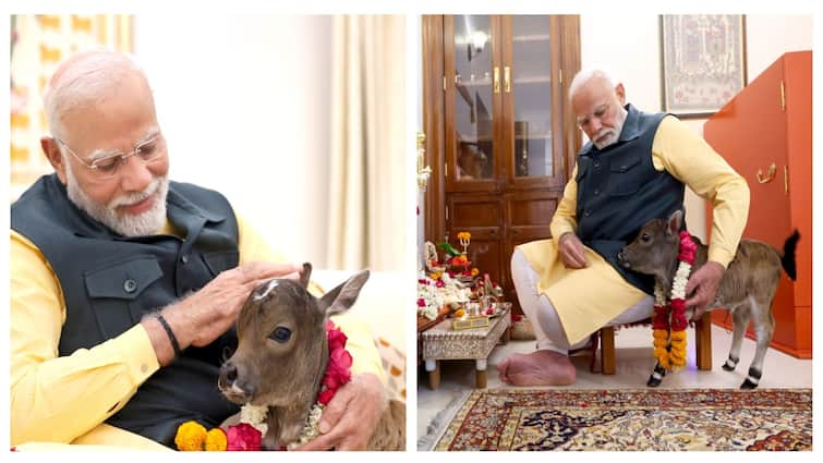 calf born PM Modi House Lok Kalyan Marg delhi pm modi name Deepa jyoti Deepa jothi watch video here Watch Video: வீட்டில் பிறந்த கன்றுக்குட்டி! இனி இதுதான் பிரதமர் மோடியின் செல்லக்குட்டியாம்..