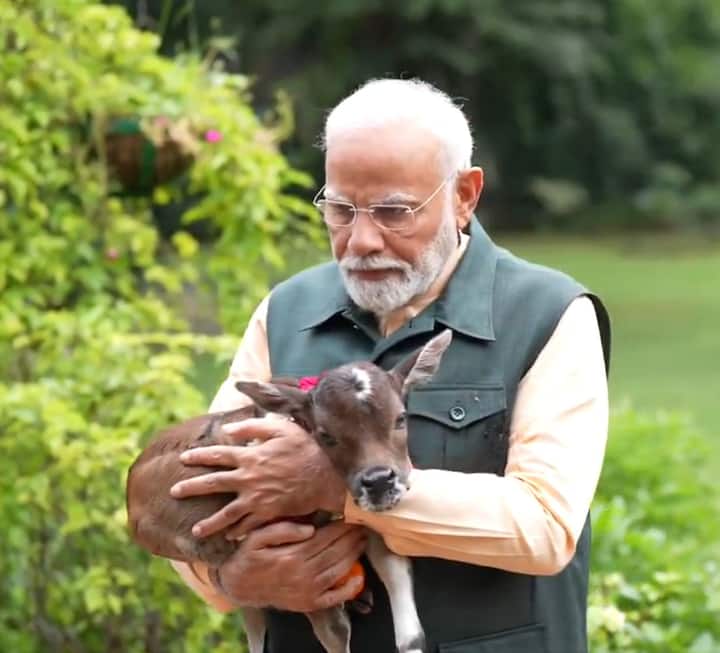 नरेंद्र मोदी वासरुचे खूप लाड करताना दिसत आहे. (Image Credit- Narendra Modi)