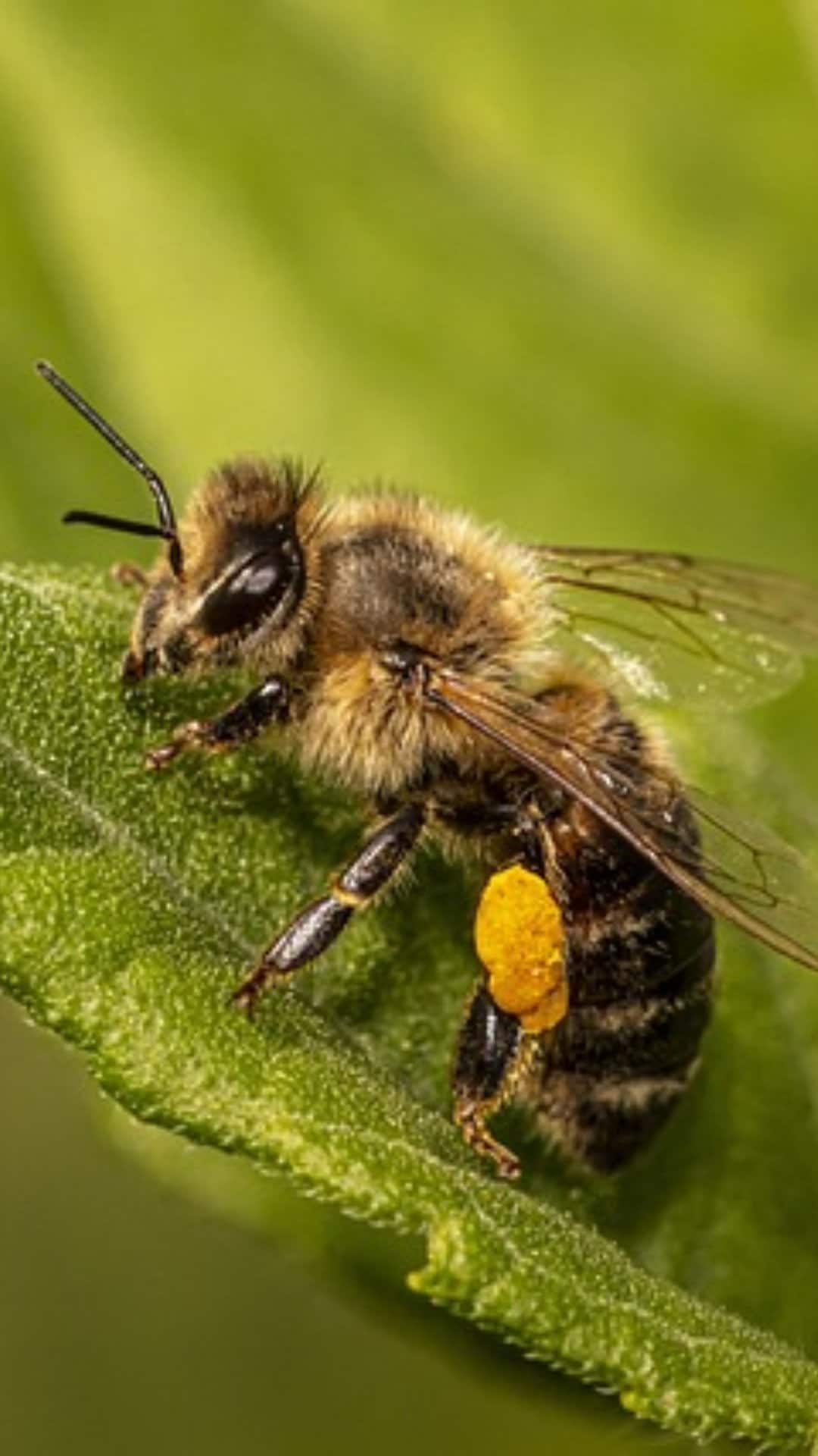 Bheda Insect क्या मधुमक्खी के डंक से ठीक हो जाता है एचआईवी?