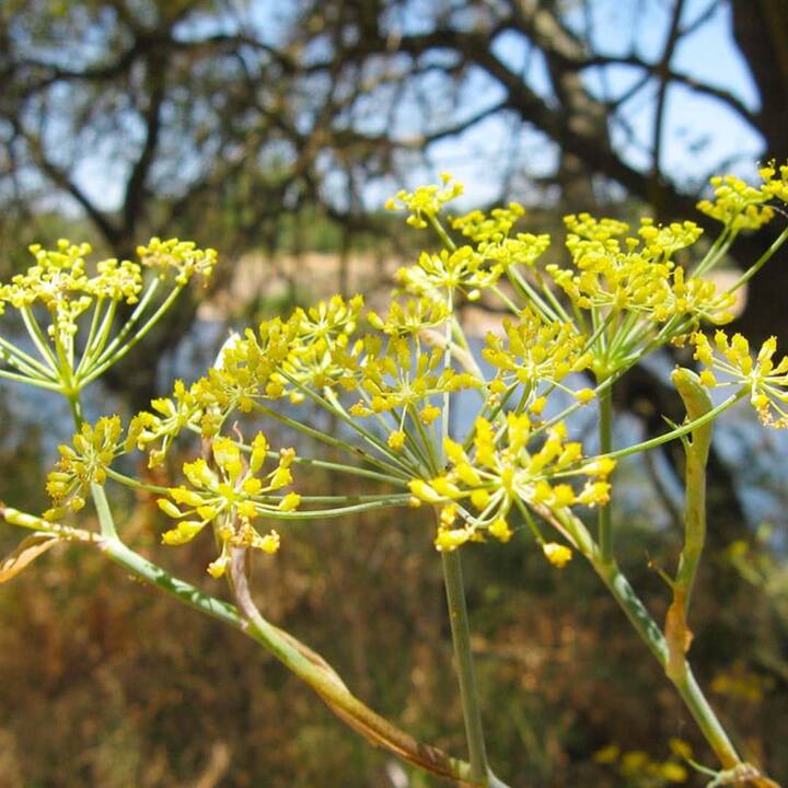 ਹੋਰ ਜ਼ਰੂਰੀ ਪੌਸ਼ਟਿਕ ਤੱਤਾਂ ਤੋਂ ਇਲਾਵਾ ਸੌਂਫ 'ਚ ਪੋਟਾਸ਼ੀਅਮ ਵੀ ਪਾਇਆ ਜਾਂਦਾ ਹੈ। ਪੋਟਾਸ਼ੀਅਮ ਸਰੀਰ 'ਚ ਮੌਜੂਦ ਸੋਡੀਅਮ ਨੂੰ ਸੰਤੁਲਿਤ ਕਰਨ ਵਿਚ ਅਹਿਮ ਭੂਮਿਕਾ ਨਿਭਾਉਂਦਾ ਹੈ।