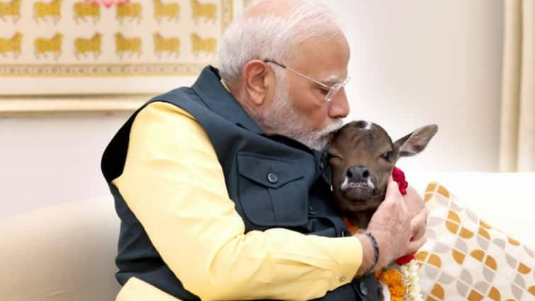 Video PM Modi Is Hosting A Cute Guest Named Deepjyoti Calf Cow At His Home Video: PM Modi Is Hosting A Cute Guest Named 'Deepjyoti' At His Home