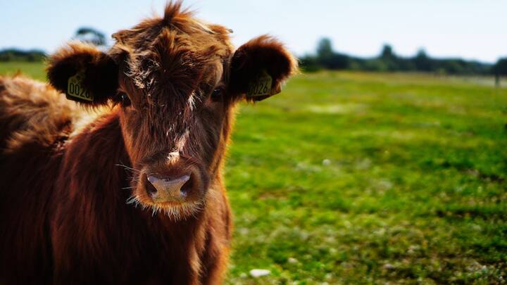 गाय को खतरनाक जानवर कहना आश्चर्यजनक है. लेकिन ब्रिटेन में गाय को सबसे खतरनाक जानवरों में से एक माना जाता है. जी हां, वहां पर आम इंसानों को गायों से बचने की सलाह दी जाती है.