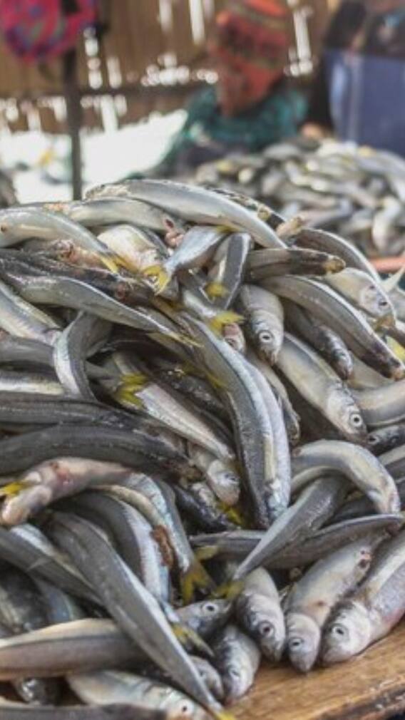 किस मछली को काटकर नहीं बेचते हैं दुकानदार?