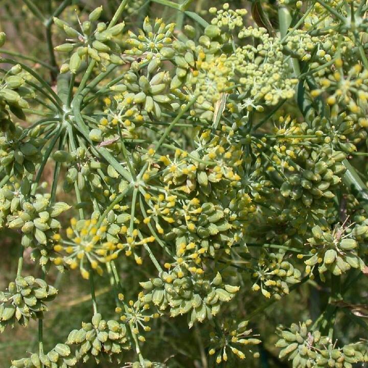 ਸੌਂਫ ਦਿਮਾਗ਼ ਲਈ ਵੀ ਫਾਇਦੇਮੰਦ ਹੁੰਦੀ ਹੈ। ਇਸ 'ਚ ਮੌਜੂਦ ਵਿਟਾਮਿਨ ਔਕਸੀਡੇਟਿਵ ਤਣਾਅ ਘਟਾਉਂਦਾ ਹੈ।