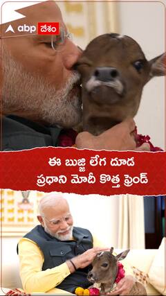 ఈ బుజ్జి లేగ దూడ ప్రధాని మోదీ కొత్త ఫ్రెండ్