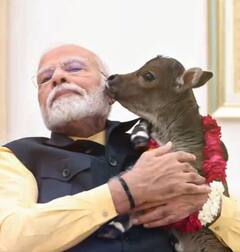 पंतप्रधानांच्या घरी नव्या पाहुण्याचं आगमन, घरभर दुडूदुडू धावणाऱ्या दीपज्योतीचे नरेंद्र मोदींकडून लाडच लाड