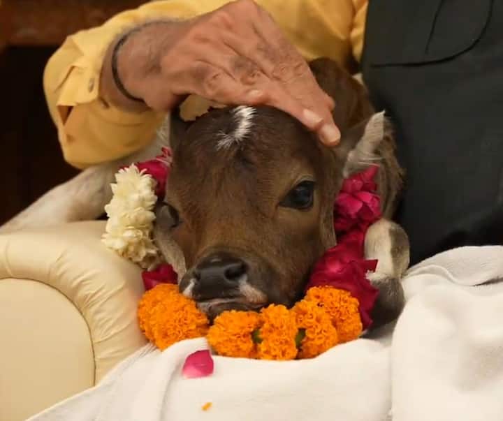 नरेंद्र मोदी याबाबत पोस्ट करत म्हणाले की, पंतप्रधानांच्या निवासस्थानी, प्रिय माता गायीने एका नवीन वासराला जन्म दिला आहे, ज्याच्या कपाळावर प्रकाशाचे प्रतीक आहे. म्हणून मी त्याचे नाव 'दीपज्योती' ठेवले आहे. (Image Credit- Narendra Modi)