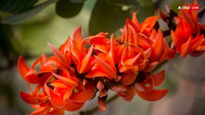 पूर्णिमा की शाम को तुलसी के पेड़ के नीचे बैठकर घी का दीपक जलाएं और यहीं पर बैठकर श्रीसूक्त का पाठ करें और उसके बाद सत्यनारायण भगवान की कथा का पाठ करें. इससे धन लक्ष्मी घर में ठहर जाती हैं.