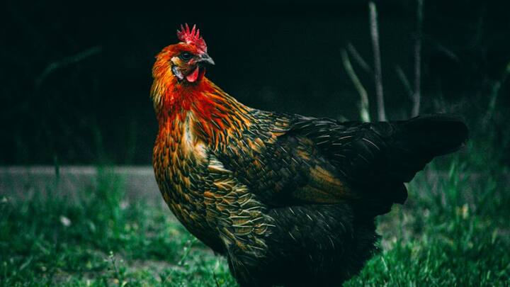 बता दें कि भारत के पड़ोसी देश श्रीलंका का राष्ट्रीय पक्षी श्रीलंकाई जंगल फाउल यानि जंगलमुर्गी है. ये मुर्गी दिखने में बाकी आम मुर्गियों की तरह ही है.