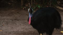 ये है दुनिया की सबसे खतरनाक पक्षी, इसके खंजर पंजे से शिकार का बचना मुश्किल