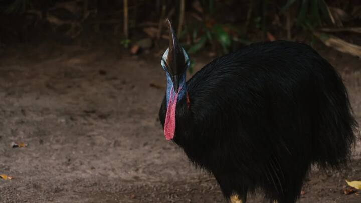 बता दें कि दक्षिणी कैसोवरी अपनी आक्रामकता के कारण दुनिया के सबसे खतरनाक पंछी माना जाता है. दक्षिणी कैसोवरी एक सुंदर सा दिखने वाला बड़ा सा पक्षी है, जो अपने खतरनाक पंजों और उससे करने वाले हमलों के लिए जाना जाता है. इस पक्षी की किलगी आकर्षित करती है जो इसे दूसरे पंछियों से बहुत अलग बनाती है.