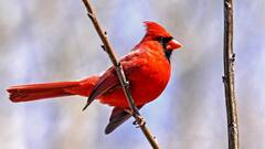 लाल रंग की इन पंक्षियों की आवाज लगती है मधुर, सुबह उठकर गाती हैं गाना