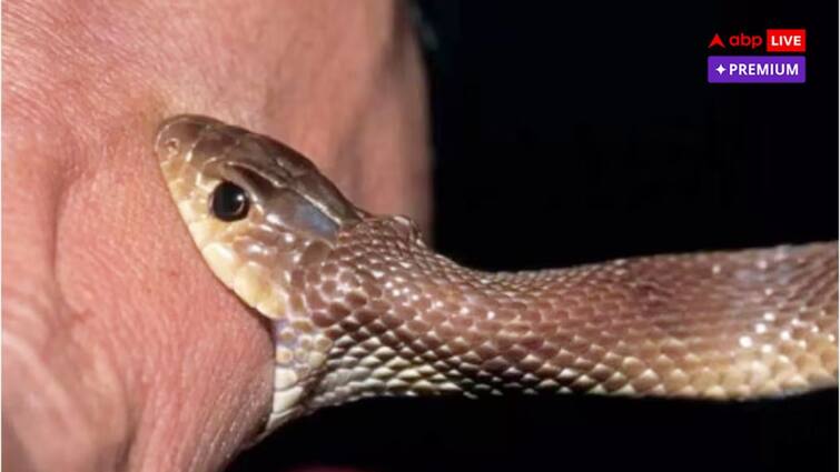 Poor treatment system or climate change Why are snakebite cases increasing every year in India Bihar on top abpp सांपों ने भारत को बनाया 'स्नेक बाइट कैपिटल', क्यों है ये खतरे की घंटी