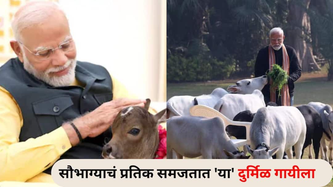 Viral Trending Lifestyle marathi news Arrival of a new guest at the Prime Minister's residence Punganur breed cow gave birth to a calf Viral : पंतप्रधानांच्या निवासस्थानी नव्या पाहुण्याचे आगमन, सौभाग्याचं प्रतिक समजतात 'या' दुर्मिळ गायीला, किंमत वाचून थक्क व्हाल