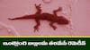 Easy Tips for Lizards: ఇంట్లో బల్లులతో విసిగిపోయారా? ఇలా చేయండి బల్లులన్నీ పరార్