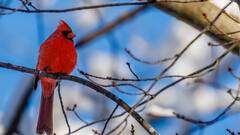 लाल रंग की इन पंक्षियों की आवाज लगती है मधुर, सुबह उठकर गाती हैं गाना